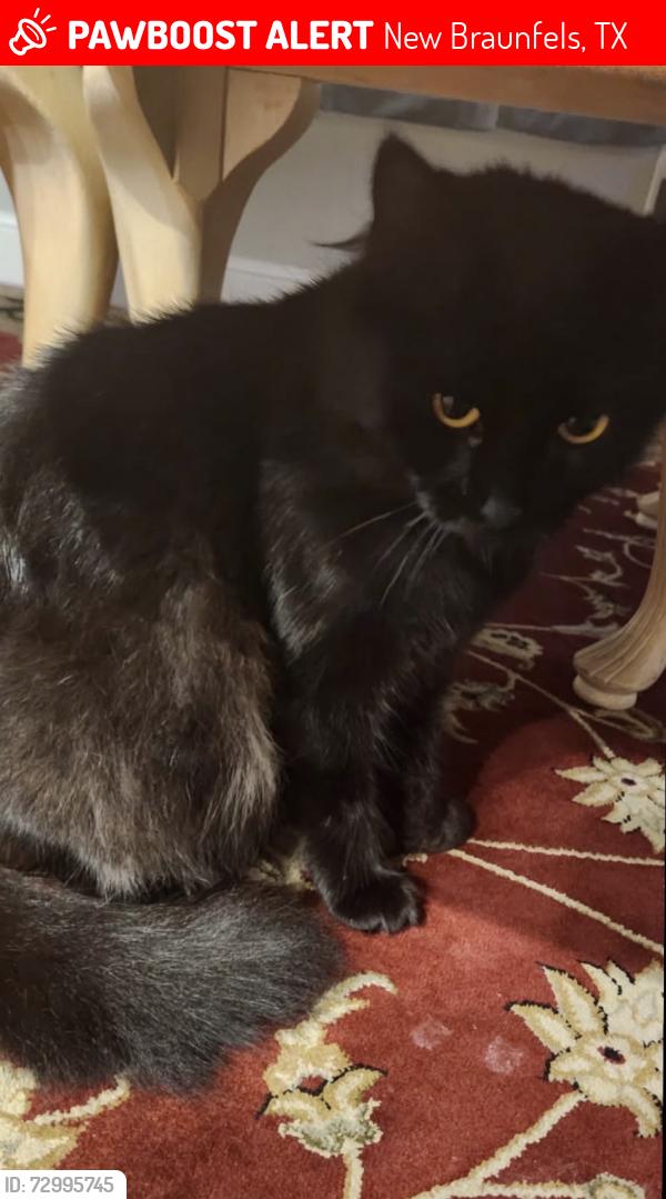 Lost Female Cat last seen Dwelling, New Braunfels, TX 78135