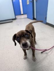 Shelter Stray Female Dog last seen , Harrison County, MS, 2615 25th Ave, Gulfport, MS 39501, USA