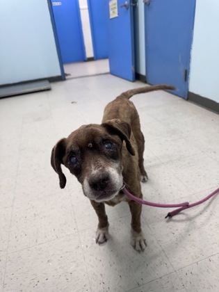Shelter Stray Female Dog last seen , Harrison County, MS, 2615 25th Ave, Gulfport, MS 39501, USA