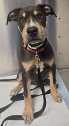 Shelter Stray Male Dog last seen Lodge Rd & Whispering Springs Ln, Tollhouse Zone Fresno CO 4 93667, CA, 1510 W Dan Ronquillo Dr, Fresno, CA 93706, USA