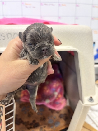 Shelter Stray Female Dog last seen E Shields Ave & N Madsen Ave, Sanger Zone Fresno CO 4 93657, CA, 1510 W Dan Ronquillo Dr, Fresno, CA 93706, USA