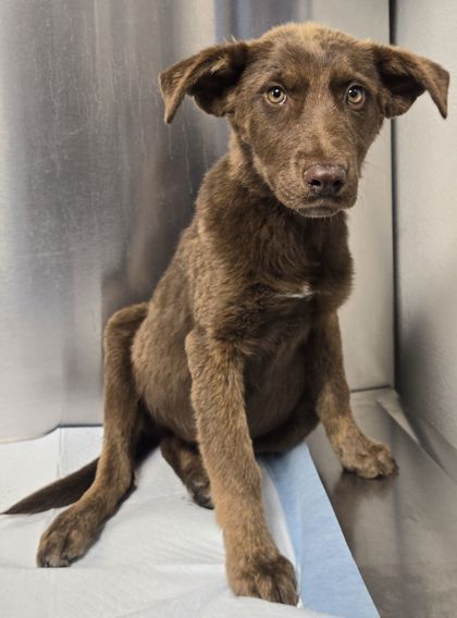 Shelter Stray Female Dog last seen W Whitesbridge Ave & N Bishop Ave, Kerman Zone Fresno CO 1A 93630, CA, 1510 W Dan Ronquillo Dr, Fresno, CA 93706, USA