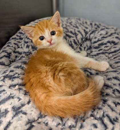 Shelter Stray Female Cat last seen W Rose Ave & S Walnut Ave, Fresno Zone Fresno CO 1A 93706, CA, 1510 W Dan Ronquillo Dr, Fresno, CA 93706, USA