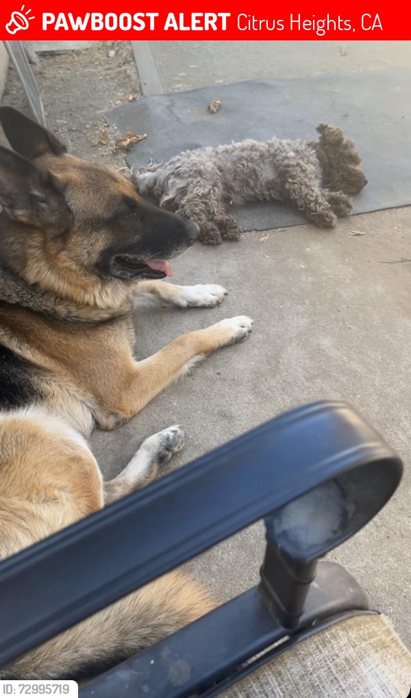 Lost Male Dog last seen Mariposa & Eastgate , Citrus Heights, CA 95610