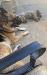 Lost Male Dog last seen Mariposa & Eastgate , Citrus Heights, CA 95610