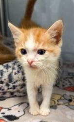 Shelter Stray Male Cat last seen W Rose Ave & S Walnut Ave, Fresno Zone Fresno CO 1A 93706, CA, 1510 W Dan Ronquillo Dr, Fresno, CA 93706, USA