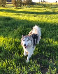 Reunited Female Dog last seen  Going south from Crest View ests toward Pinery, The Pinery, CO 80134