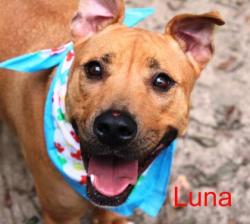 Shelter Stray Female Dog last seen Near Webber Way, CITY, SC, 150 Dexter Rd, Spartanburg, SC 29303, USA