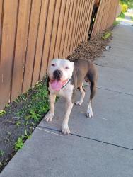 Found/Stray Male Dog last seen South New Braunfles Avenue, San Antonio, TX 78210