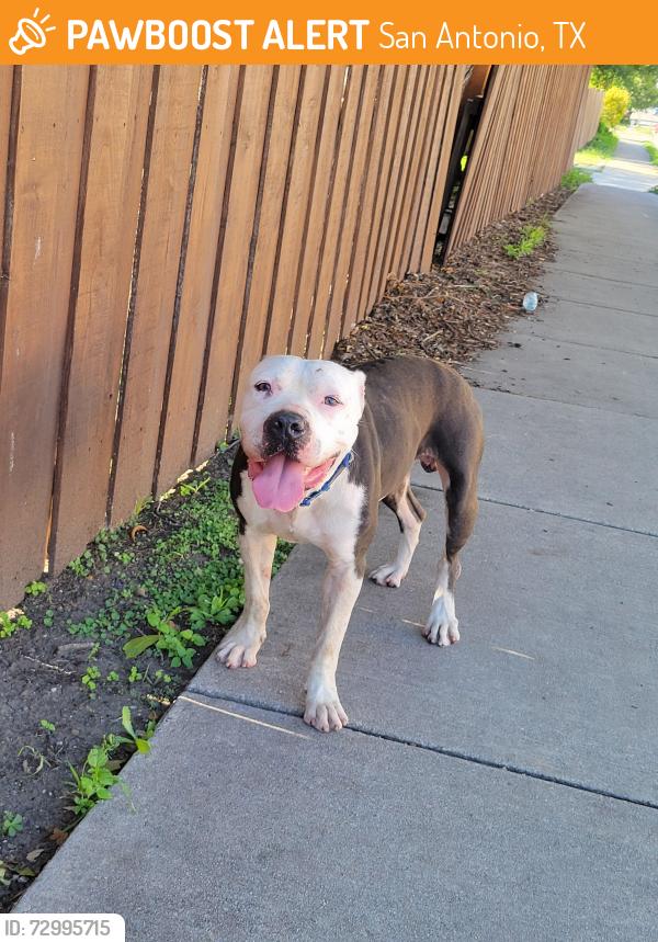Found/Stray Male Dog last seen South New Braunfles Avenue, San Antonio, TX 78210
