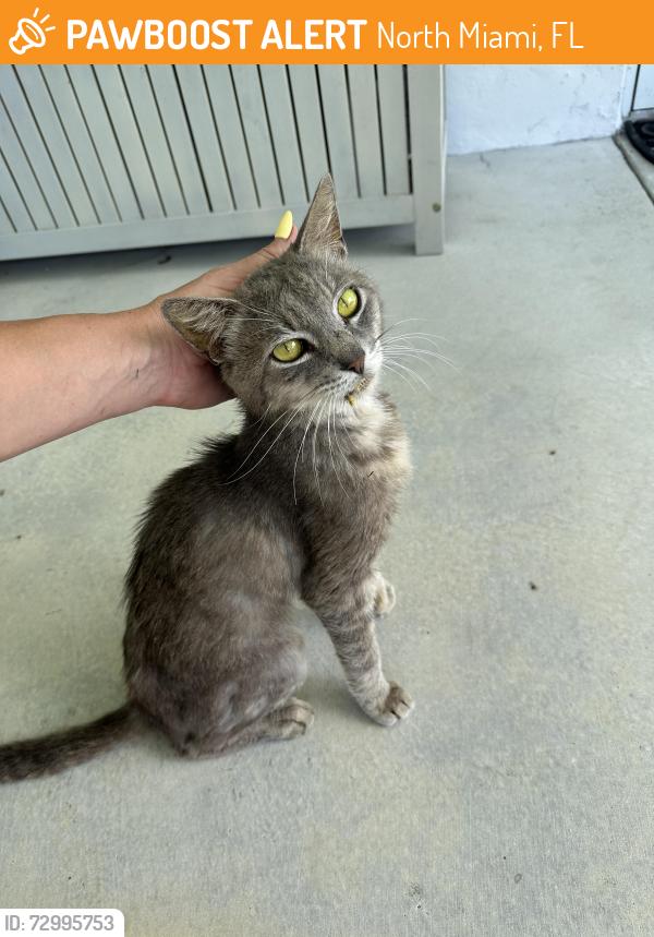 Found/Stray Male Cat last seen NE 130th st & NE 13th ave, North Miami, FL 33161