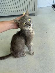 Found/Stray Male Cat last seen NE 130th st & NE 13th ave, North Miami, FL 33161