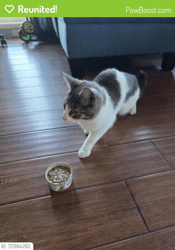 Reunited Female Cat last seen 121st and Wide Hollow rd., Yakima, WA 98908