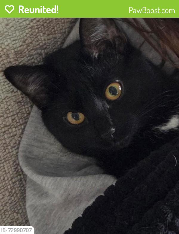 Reunited Female Cat last seen Carmel City Center apmts , Carmel, IN 46032