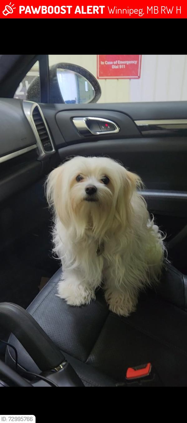 Lost Female Dog last seen Parr Street and Mckenzie Street, Winnipeg, MB R2W 2H4