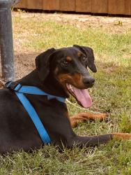 Found/Stray Female Dog last seen Tom Thumb, Grand Prairie, TX 75052