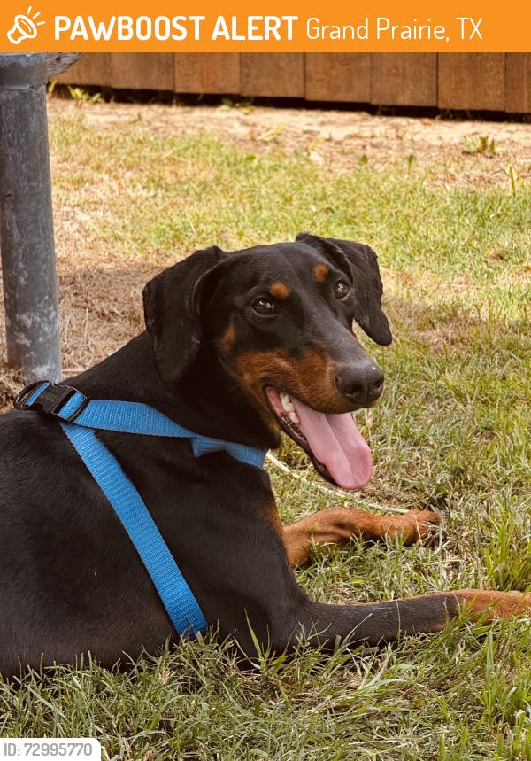 Found/Stray Female Dog last seen Tom Thumb, Grand Prairie, TX 75052