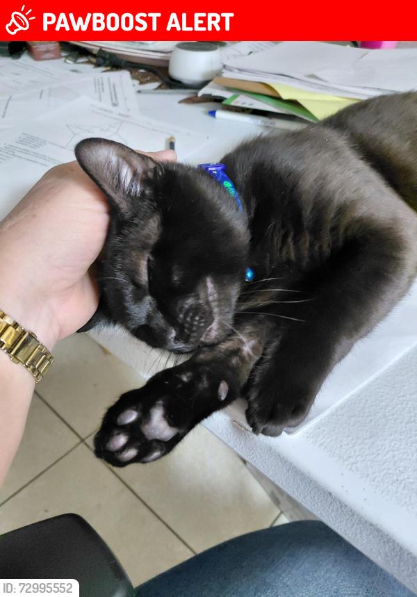 Lost Male Cat last seen Hillview & Forest City, Altamonte Springs, FL 32714