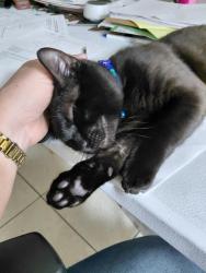 Lost Male Cat last seen Hillview & Forest City, Altamonte Springs, FL 32714
