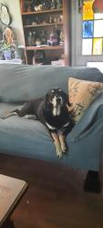 Lost Female Dog last seen 394/ Hey 11 W, Sullivan County, TN 37617