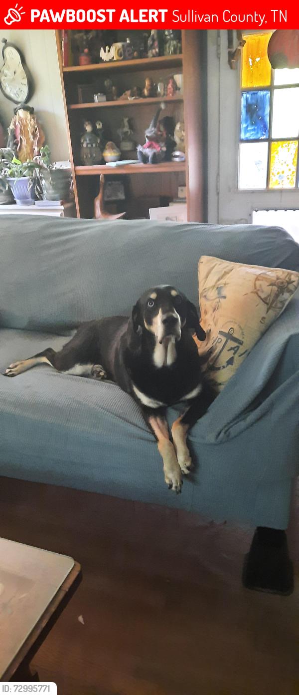Lost Female Dog last seen 394/ Hey 11 W, Sullivan County, TN 37617