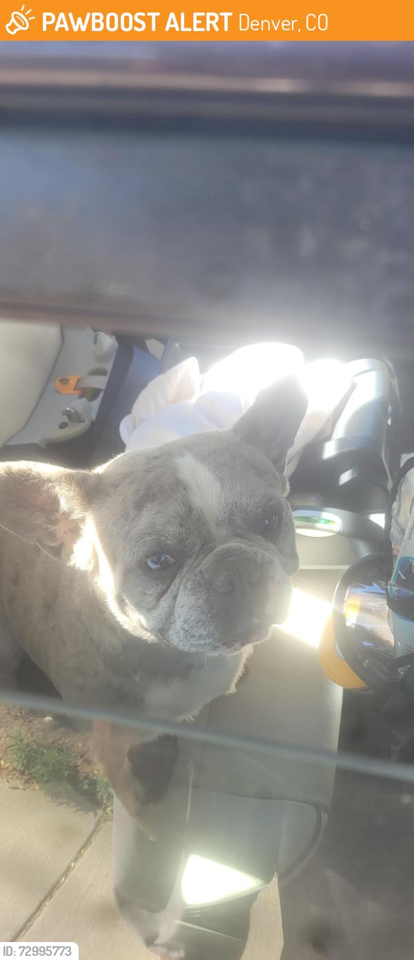 Found/Stray Unknown Dog last seen 84th and Zuni , Denver, CO 80221
