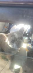 Found/Stray Unknown Dog last seen 84th and Zuni , Denver, CO 80221