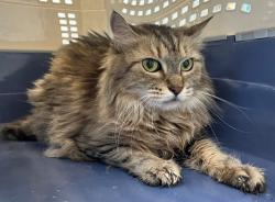 Shelter Stray Female Cat last seen Apt 2G,240 Park Hill Avenue, STATEN ISLAND, NY, 10304, 3139 Veterans Rd W, Staten Island, NY 10309, USA
