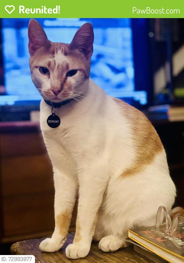 Reunited Female Cat last seen Franklin , Los Angeles, CA 90028