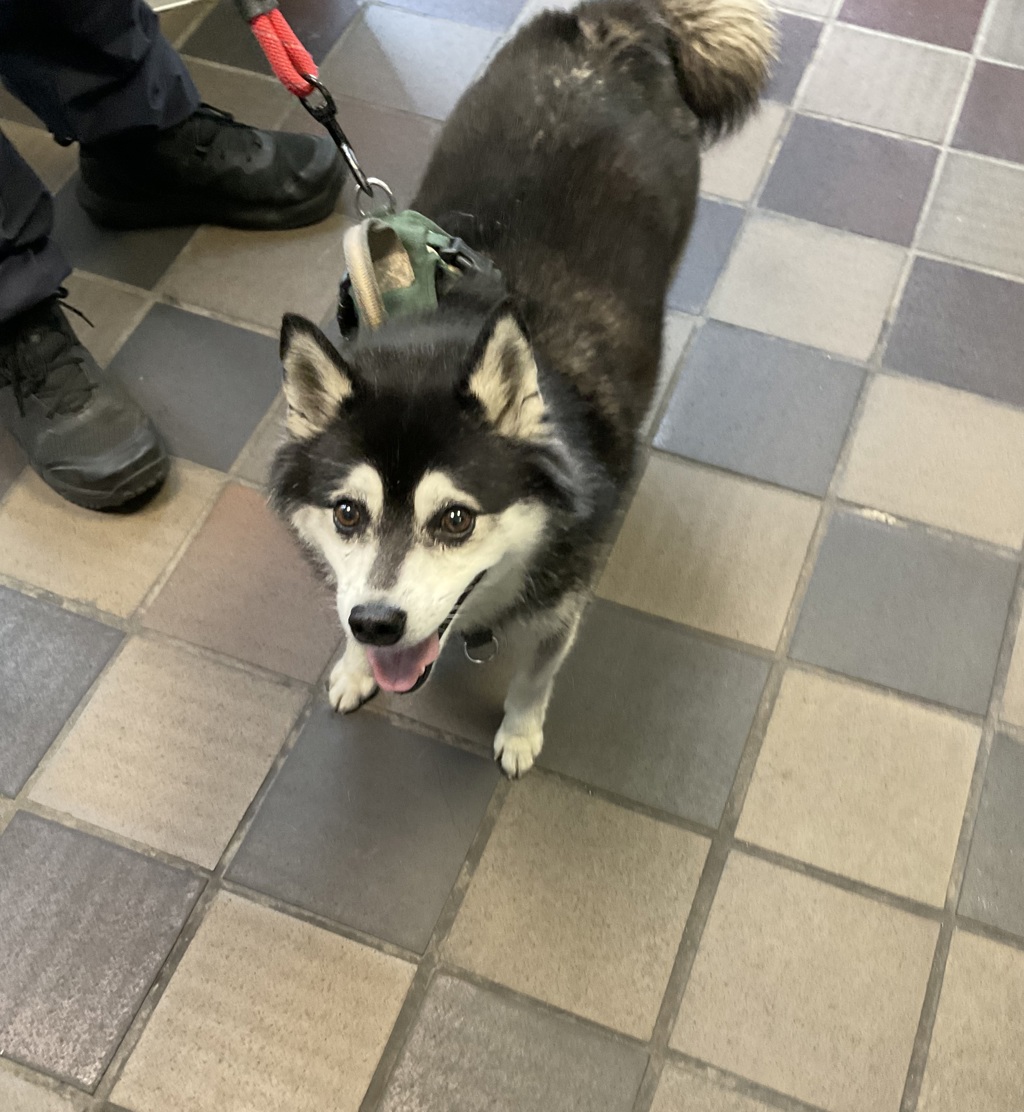 Shelter Stray Male Dog last seen Near W 19th Street, NEW YORK, NY, 10011, 326 E 110th St, New York, NY 10029, USA
