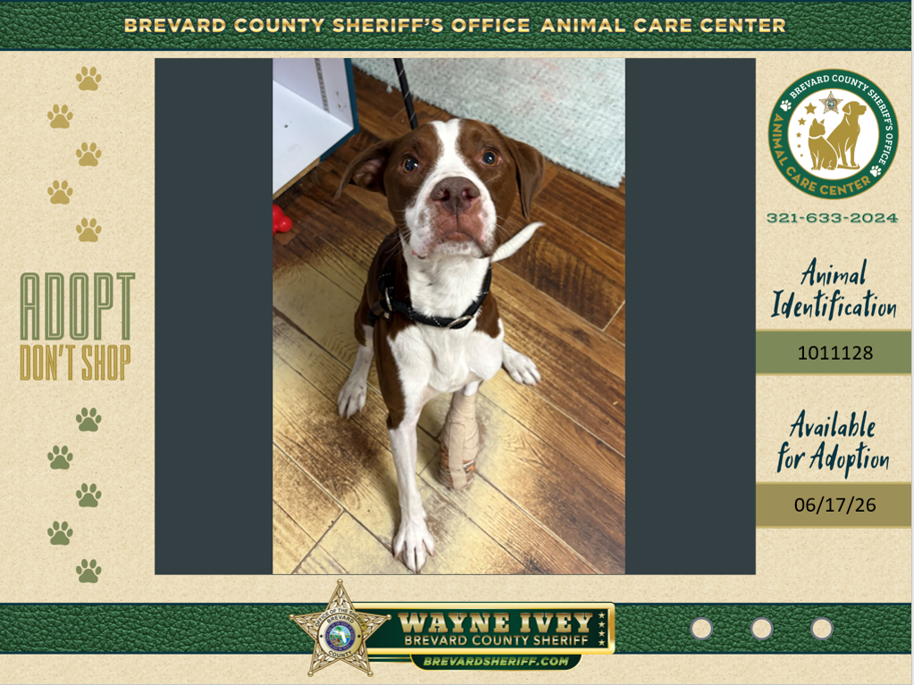 Shelter Stray Male Dog last seen Sabal Avenue, MERRITT ISLAND, FL, 32953, 5100 W Eau Gallie Blvd, Melbourne, FL 32934, USA