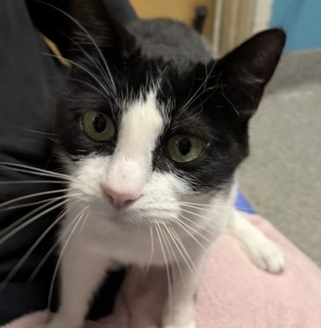 Shelter Stray Female Cat last seen N Ash Street, Escondido, CA, 92025, Escondido, CA 92027, USA