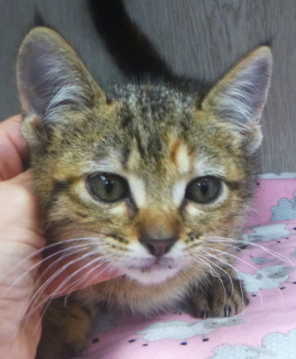 Shelter Stray Female Cat last seen Near Mill Pond Drive, YOUNGSVILLE, LA, 70592, 410 Dugas Rd, Lafayette, LA 70507, USA