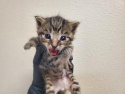 Shelter Stray Male Cat last seen Spires Street, Vista, CA, 92083, Oceanside, CA 92058, USA