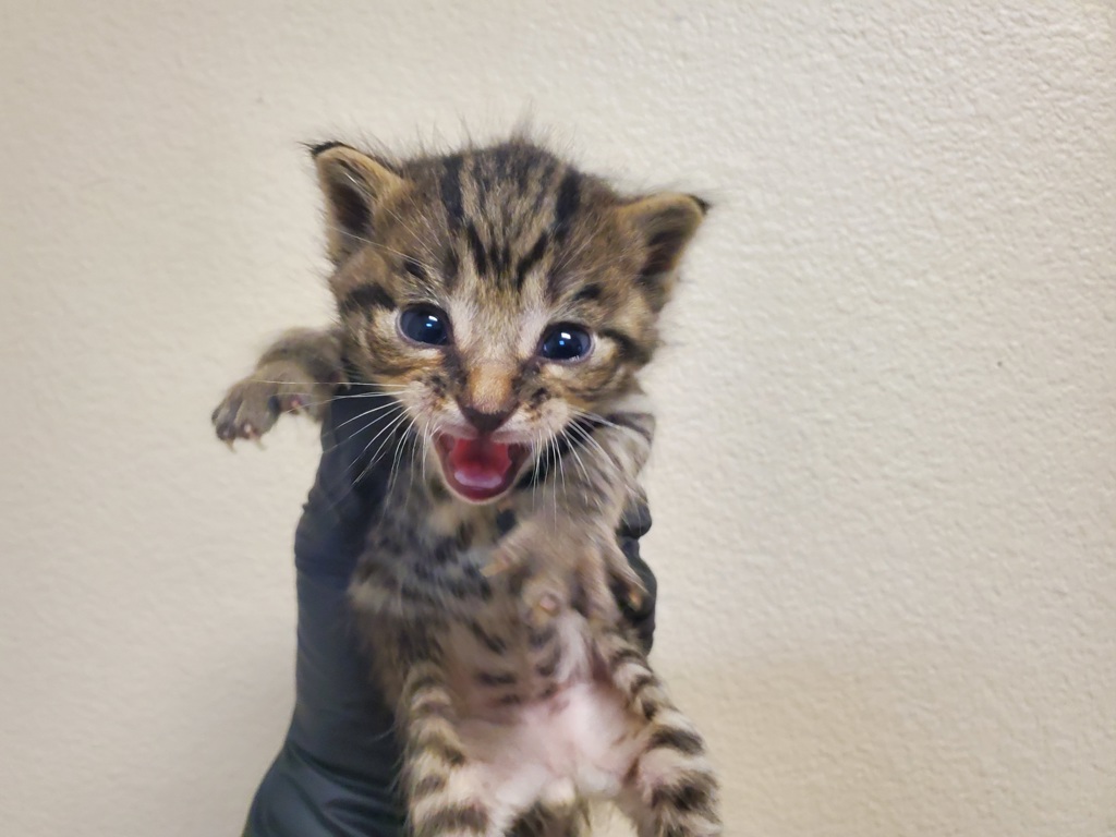 Shelter Stray Male Cat last seen Spires Street, Vista, CA, 92083, Oceanside, CA 92058, USA