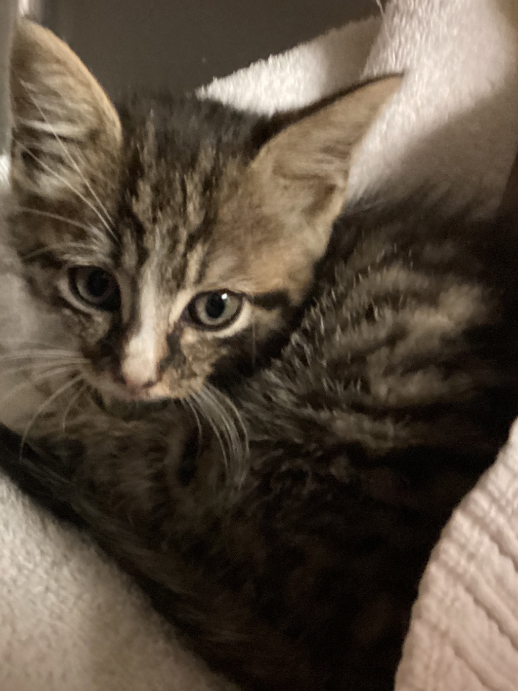 Shelter Stray Male Cat last seen Near Cameron Woods Drive, APEX, NC, 27523, 820 Beacon Lake Dr, Raleigh, NC 27610, USA