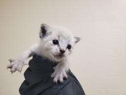 Shelter Stray Female Cat last seen Spires Street, Vista, CA, 92083, Oceanside, CA 92058, USA