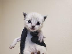 Shelter Stray Female Cat last seen Spires Street, Vista, CA, 92083, Oceanside, CA 92058, USA