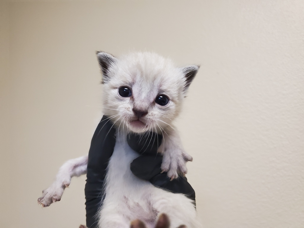 Shelter Stray Female Cat last seen Spires Street, Vista, CA, 92083, Oceanside, CA 92058, USA