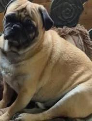 Lost Male Dog last seen Hillside and Georgia, Amarillo, TX 79101