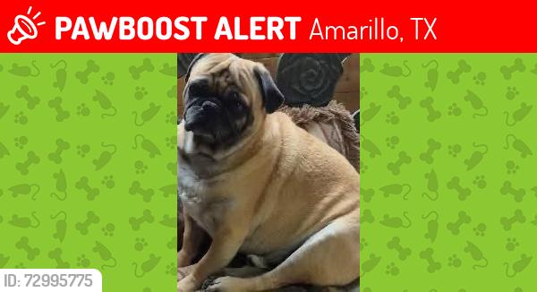 Lost Male Dog last seen Hillside and Georgia, Amarillo, TX 79101