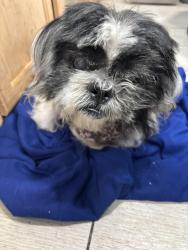 Reunited Male Dog last seen 6th & Rose Ave, Los Angeles, CA 90291