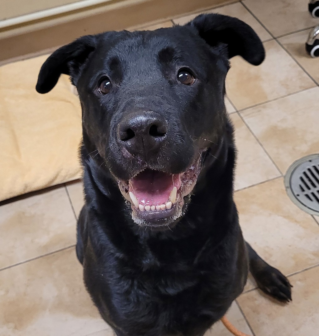 Shelter Stray Female Dog last seen SE 60th / SE Lincoln St, PORTLAND, OR, 97215, 1700 W Historic Columbia River Hwy, Troutdale, OR 97060, USA