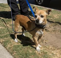 Found/Stray Male Dog last seen 8th and PCH, Hermosa Beach, CA 90254