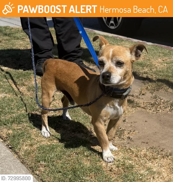 Found/Stray Male Dog last seen 8th and PCH, Hermosa Beach, CA 90254