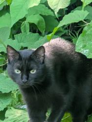Lost Female Cat last seen Greystone Road, Plymouth, CT 06786