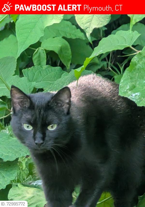 Lost Female Cat last seen Greystone Road, Plymouth, CT 06786