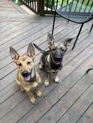 Found/Stray Female Dog last seen Near Cornell Rd (near Sycamore High School), Montgomery, OH 45242