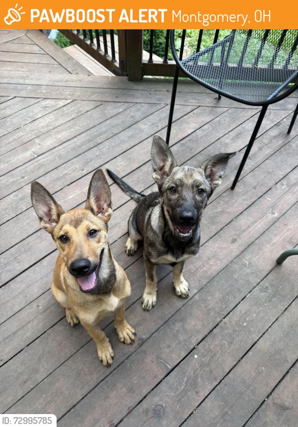 Found/Stray Female Dog last seen Near Cornell Rd (near Sycamore High School), Montgomery, OH 45242