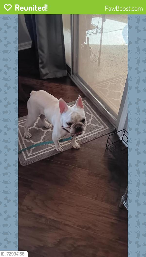 Reunited Male Dog last seen Bermuda pollack, Paradise, NV 89123